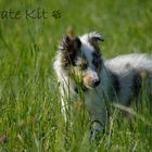 Sheltie 10 Wochen