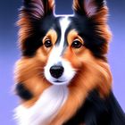 Sheltie