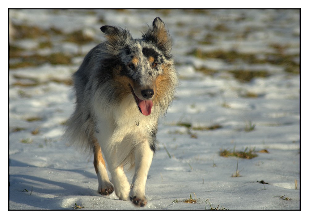 Sheltie #2