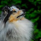 Sheltie