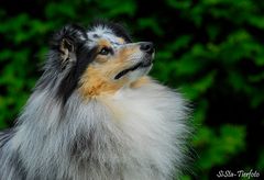 Sheltie