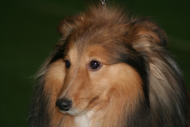 Sheltie