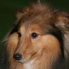 Sheltie