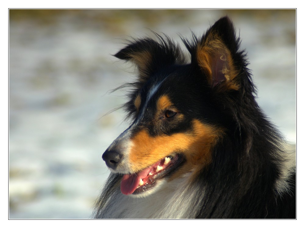 Sheltie #4