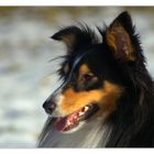 Sheltie #4