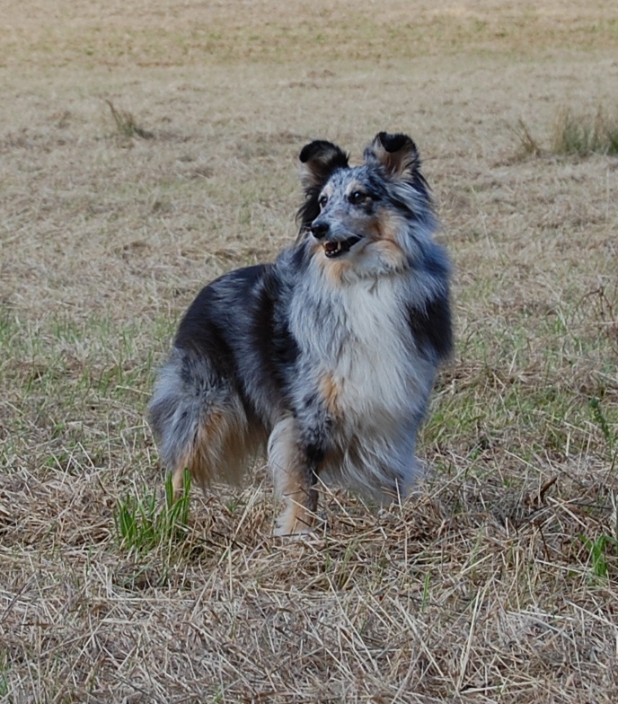 Sheltie