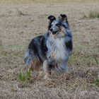 Sheltie