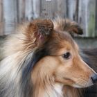 ***Sheltie***