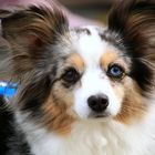 Sheltie