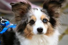 Sheltie