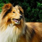 Sheltie