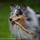 Sheltie