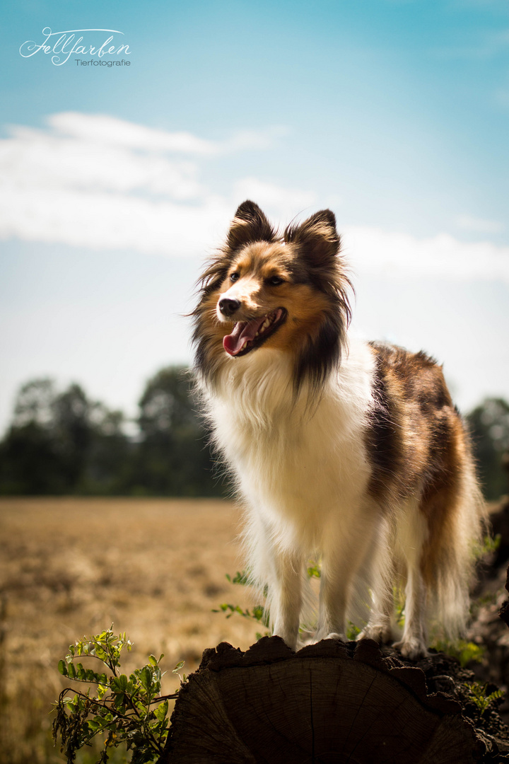 Sheltie