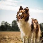 Sheltie