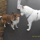 sheltie Alex und co