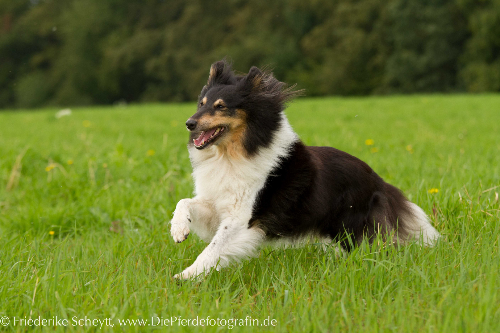 Sheltie "Ashley"