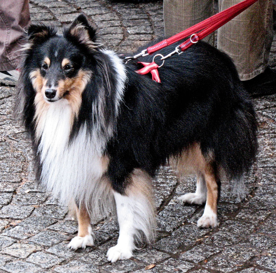 Sheltie auf dem Weihnachtsmarkt.