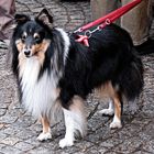 Sheltie auf dem Weihnachtsmarkt.