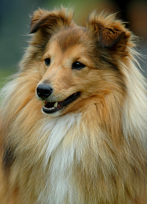 Sheltie Ausstellung Britische Hütehunde Foto & Bild tiere