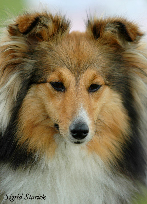 Sheltie Ausstellung Britische Hütehunde Foto & Bild tiere