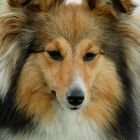 Sheltie - Ausstellung Britische Hütehunde