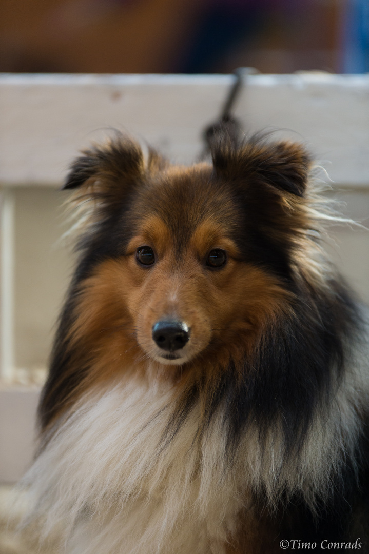 Sheltie