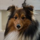 Sheltie