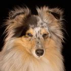 Sheltie