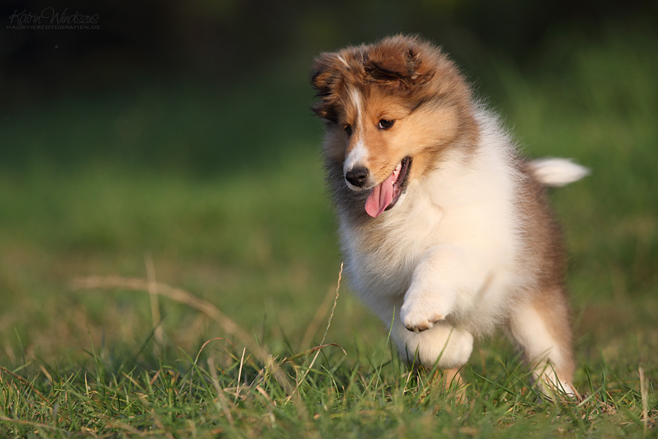 ... Sheltie Baby ...