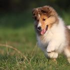 ... Sheltie Baby ...