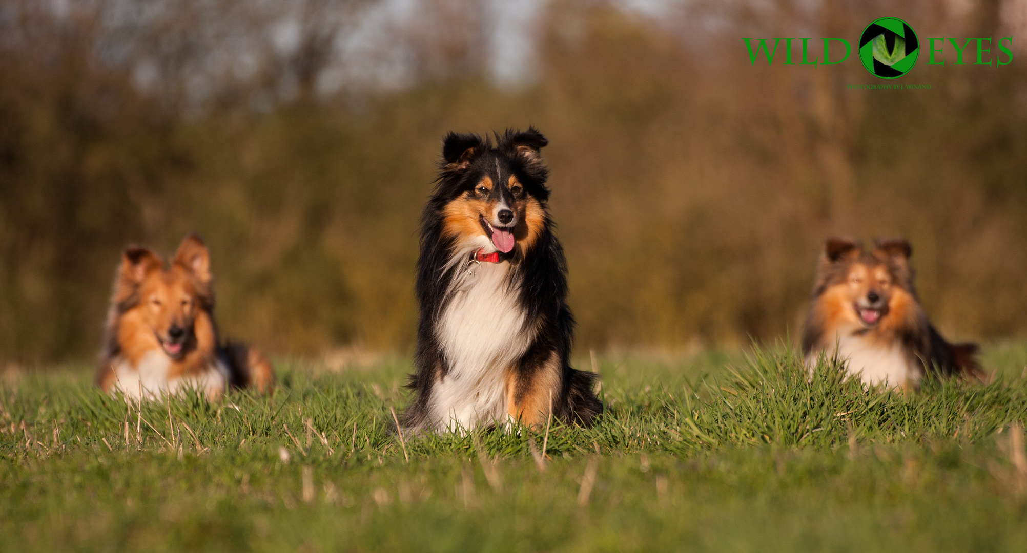 Sheltie Bande