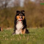 Sheltie Bande