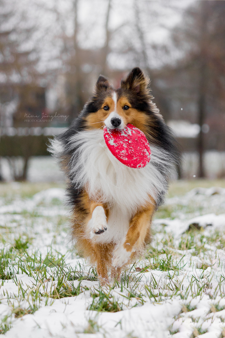 Sheltie Barney