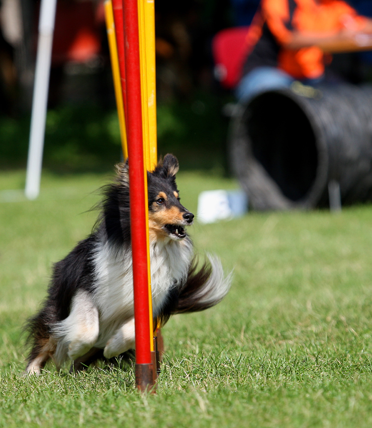 Sheltie