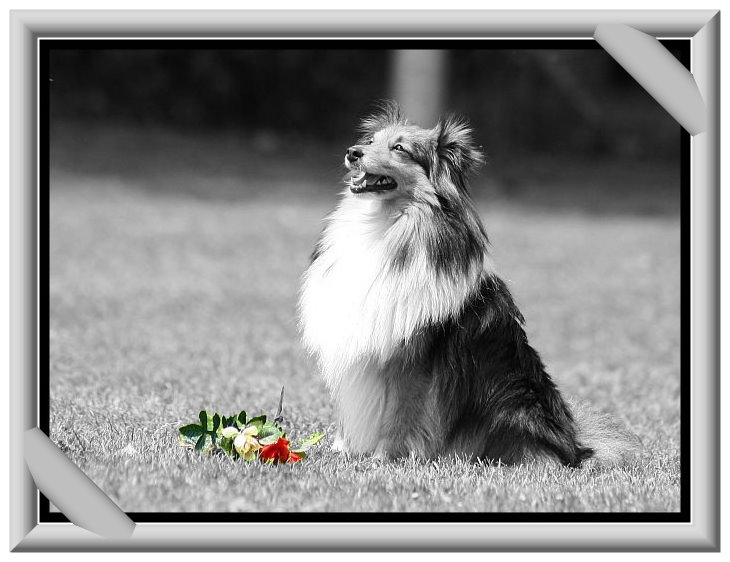 sheltie beim dogdancing