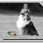 sheltie beim dogdancing