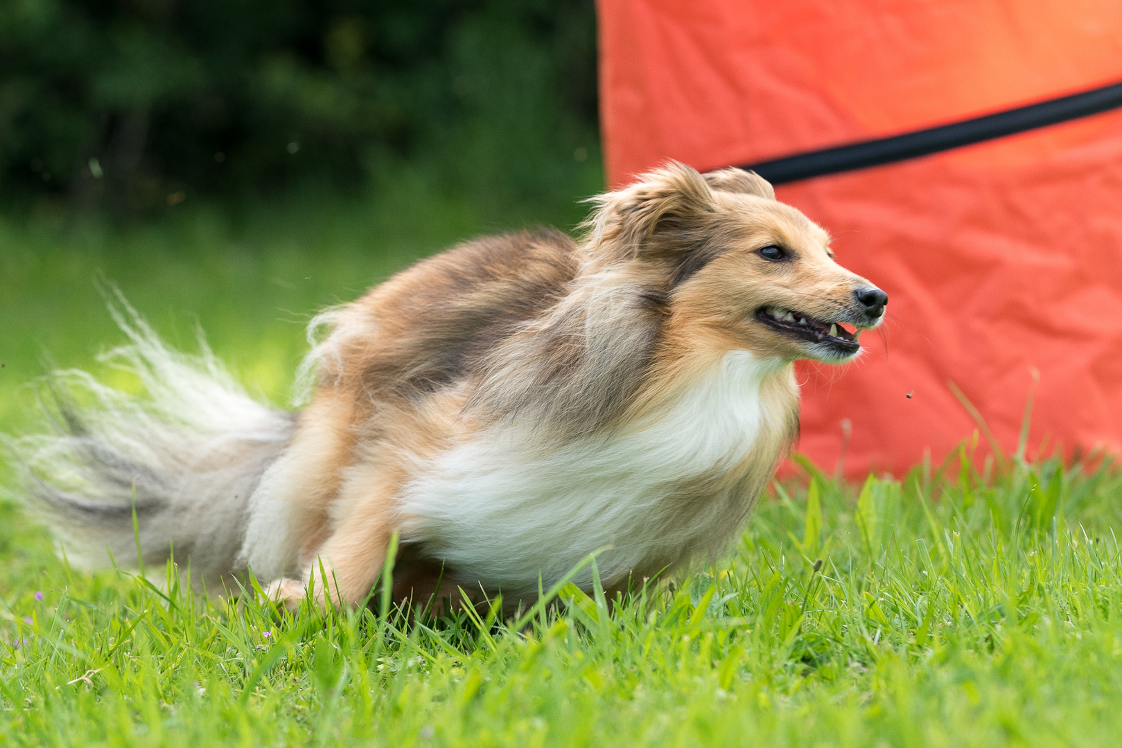 Sheltie beim Hoopers