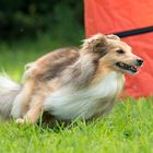 Sheltie beim Hoopers