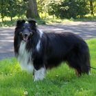 Sheltie Benji 7