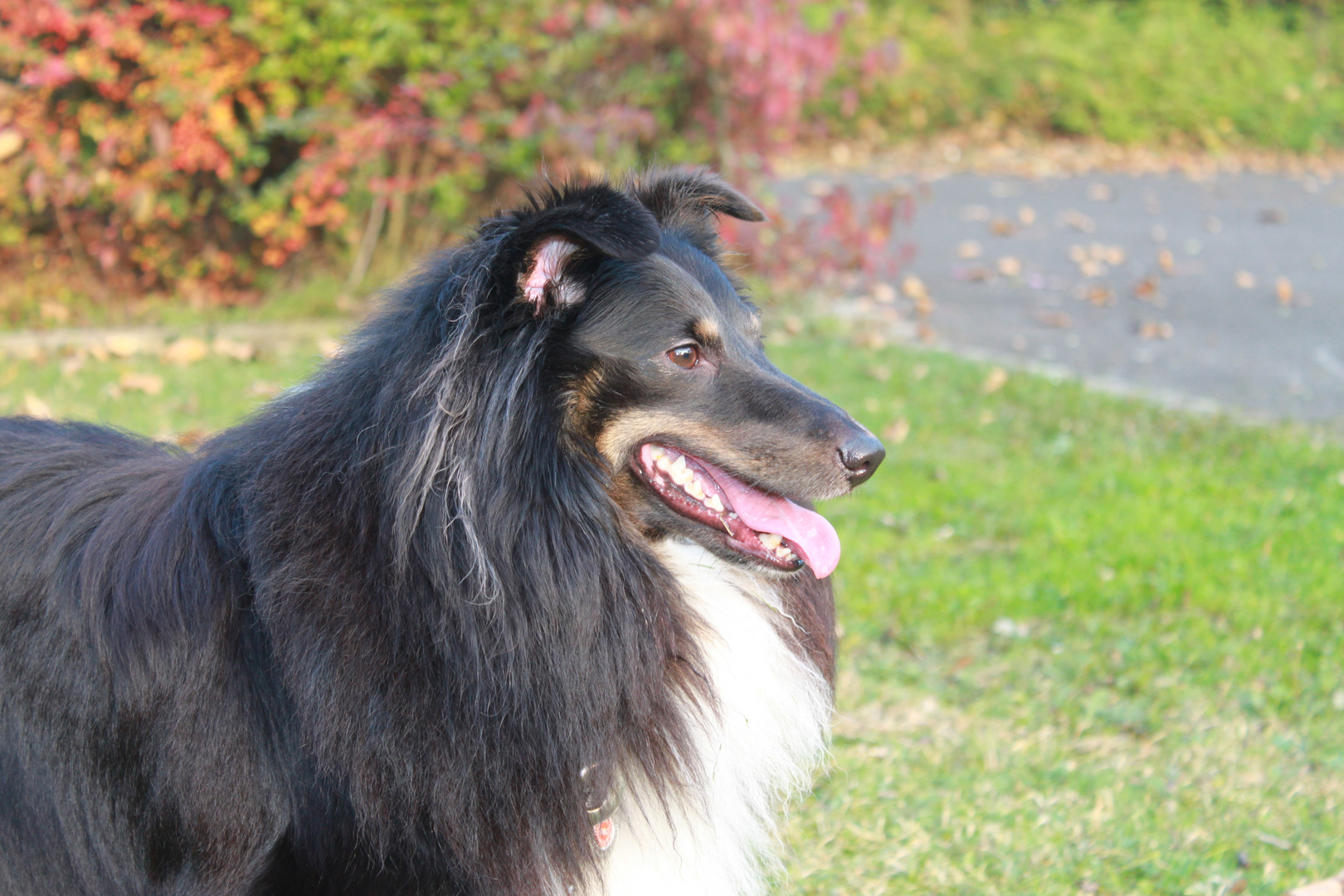 Sheltie Benji