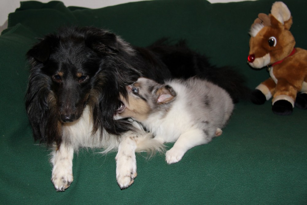 Sheltie Benji und Merlin