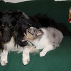 Sheltie Benji und Merlin