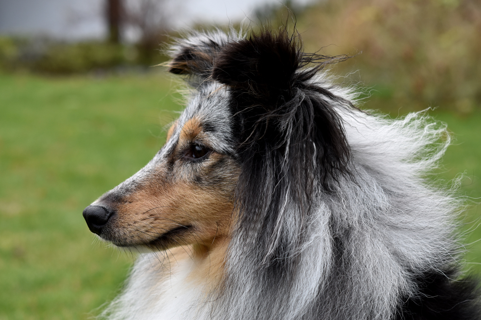 Sheltie Blue Merle 2