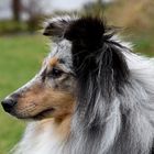 Sheltie Blue Merle 2