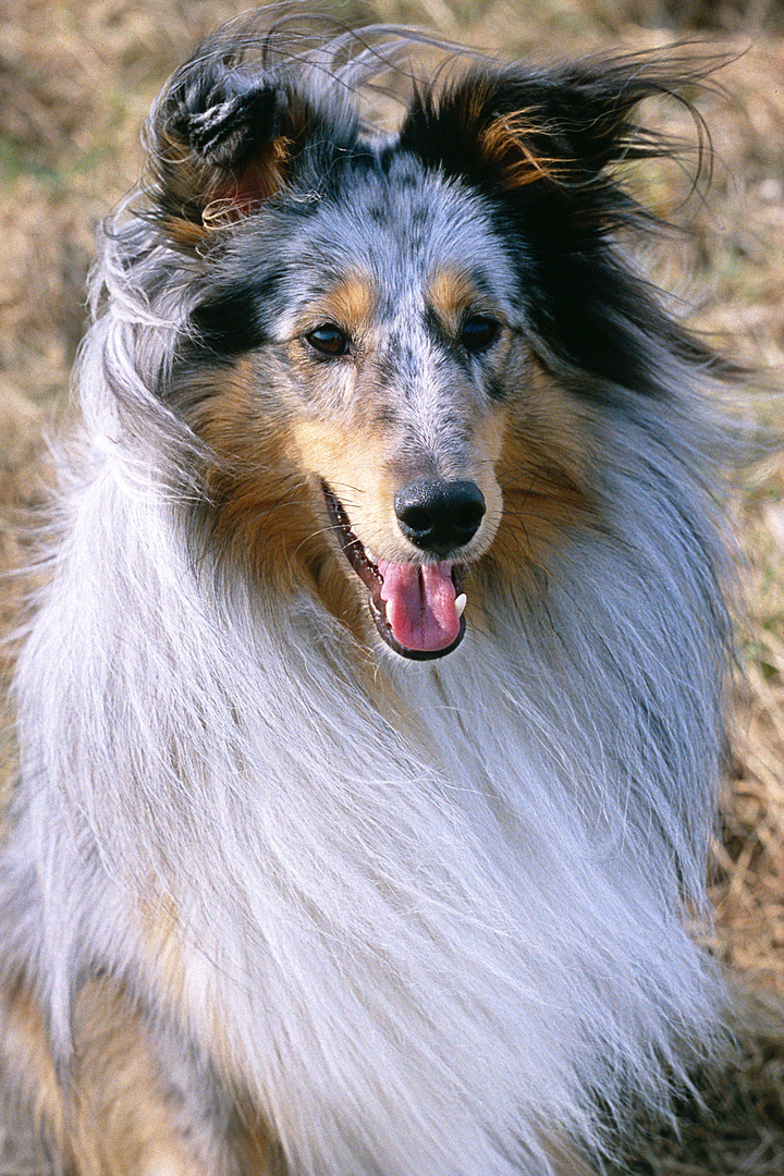 Sheltie Blue Merle