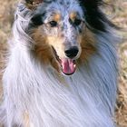 Sheltie Blue Merle