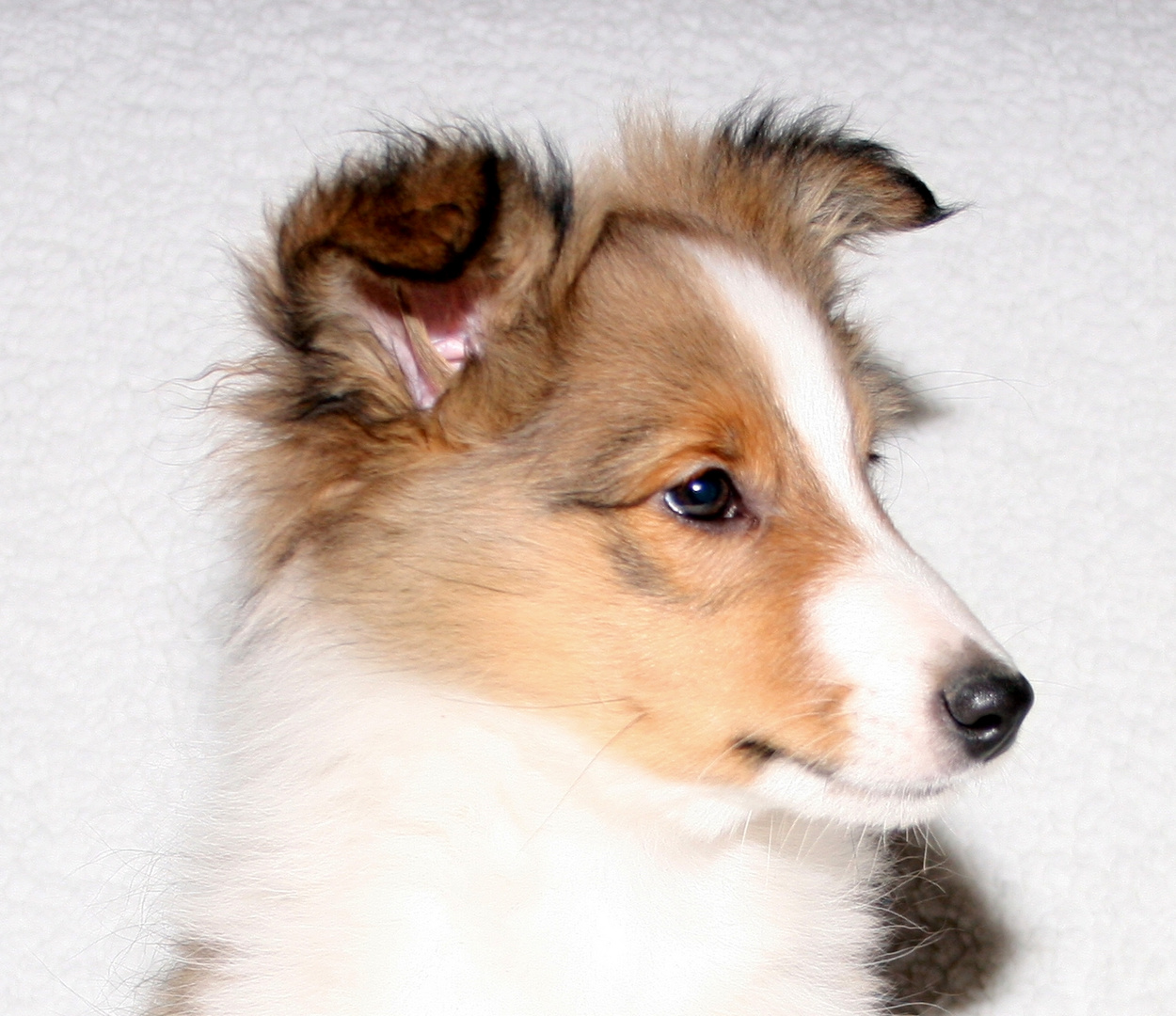 Sheltie-Bub