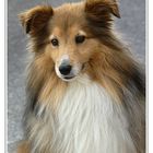 Sheltie