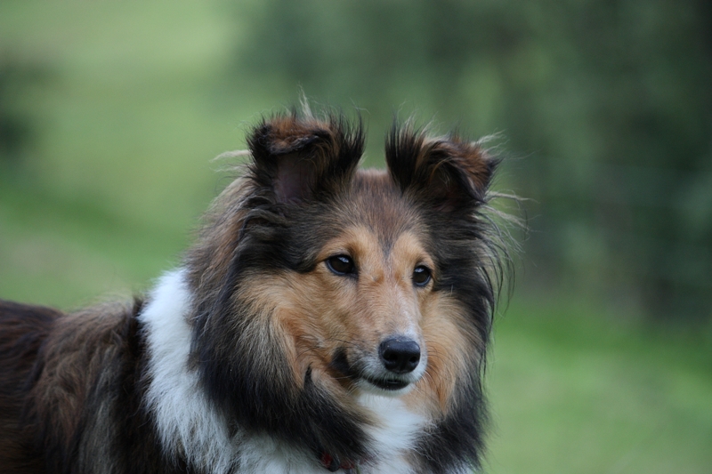 Sheltie Cira