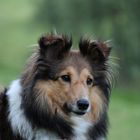 Sheltie Cira